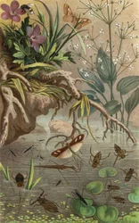 German Water Bugs and Water Striders